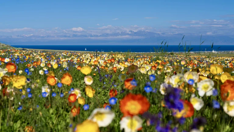 7 Stunning European Destinations for Spring Flowers