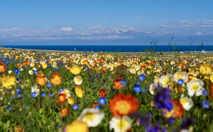 7 Stunning European Destinations for Spring Flowers