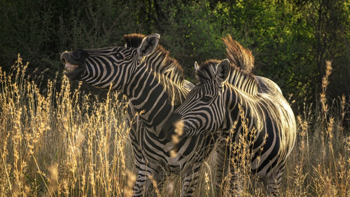 Arrow Adventures Kenya Featured Image