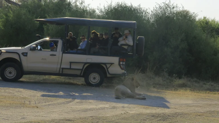 Discovering the Majesty of African Safaris