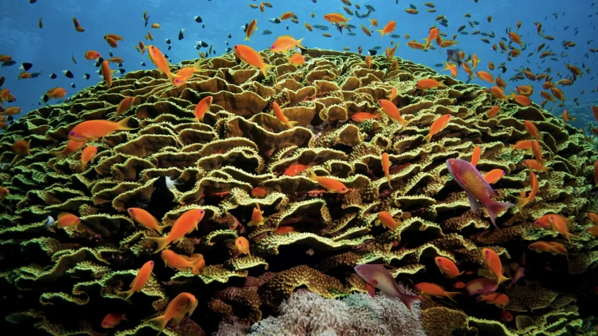 Diving in Eilat Featured Image