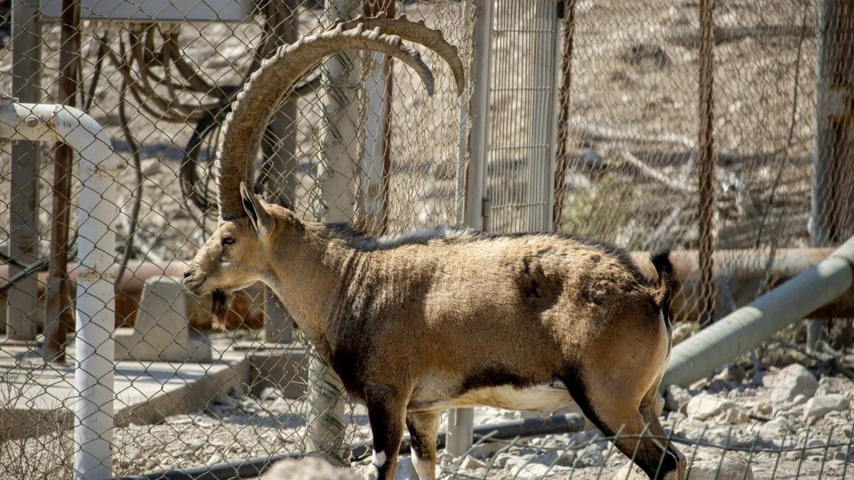 Ein Gedi Featured Image