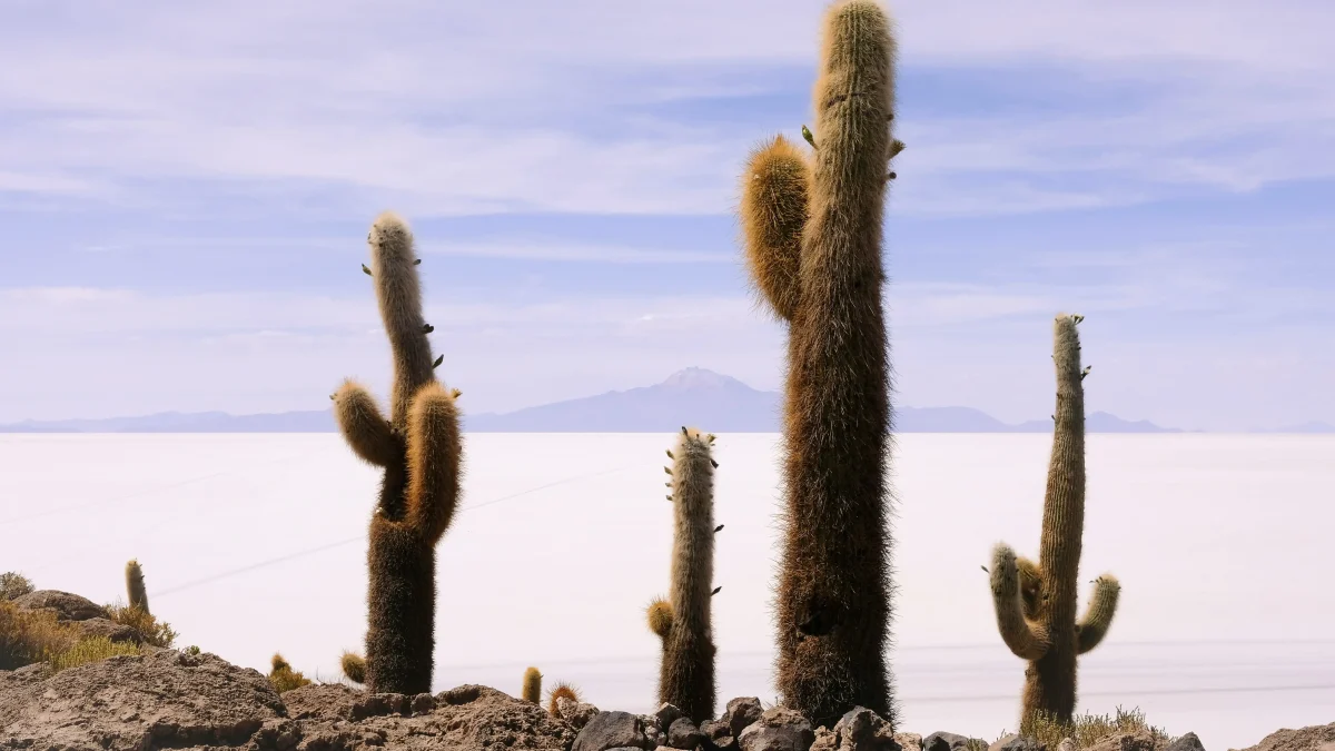 Inti Travel S.R.L. Tour Operator in Bolivia Featured Image