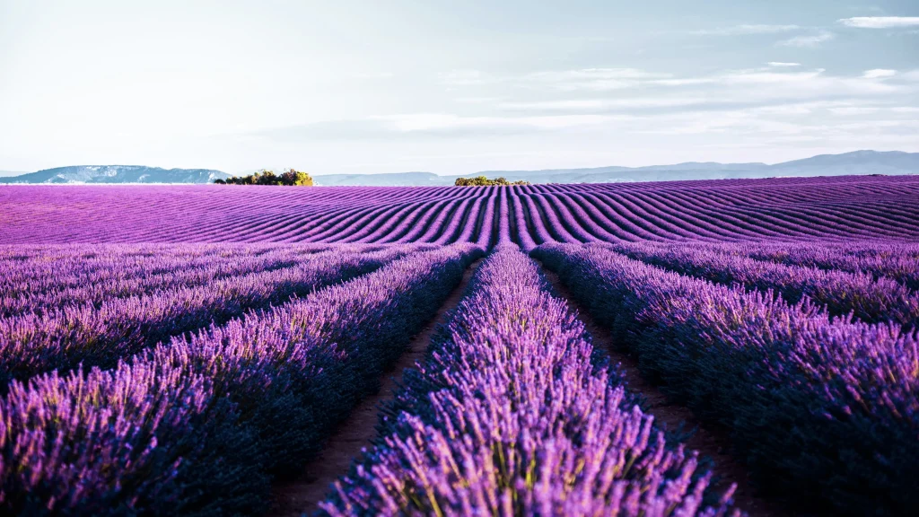 Lavender Fields