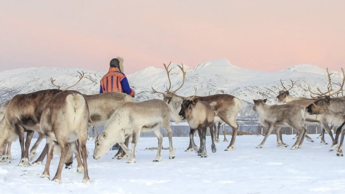 Reindeer Sledding In Tromsø Featured Image