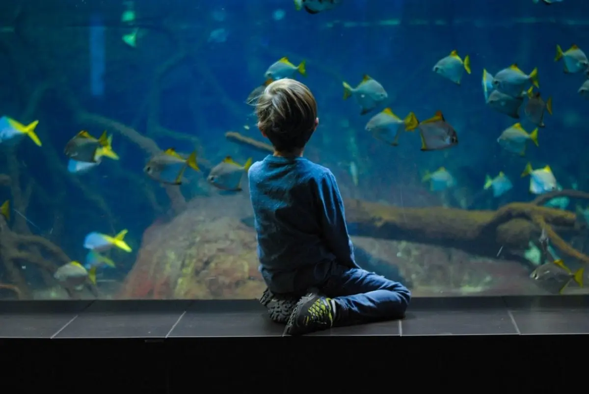 Sea Life Centre Porto Featured Image