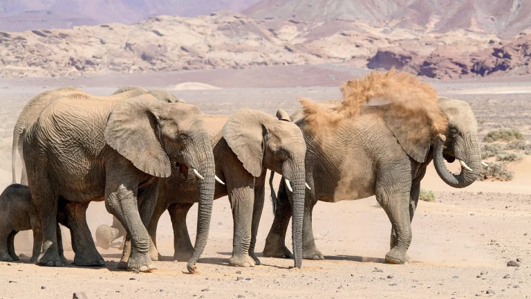 Top Tips for Planning Your Ultimate East Africa Safari
