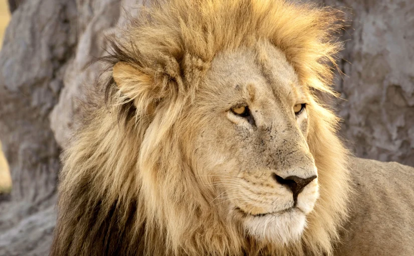 World Tours & Safaris Tanzania